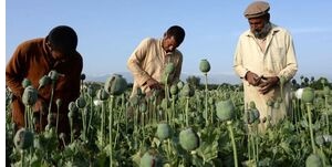 افزایش ۵۰ برابری تولید مواد مخدر در افغانستان جلوی دیدگان مدعیان حقوق بشر
